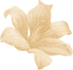 banner-one-shape