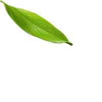 banner-one-shape